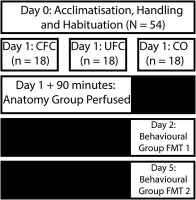 Contextual Fear Conditioning Alter Microglia Number and Morphology in the Rat <mark class="highlighted">Dorsal Hippocampus</mark>